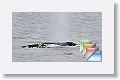 04 Glacier Bay * (278 Slides)